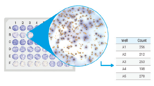Cytation 9 imaging example 2-2