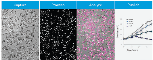 Cytation 9 live cell imaging example 3-2