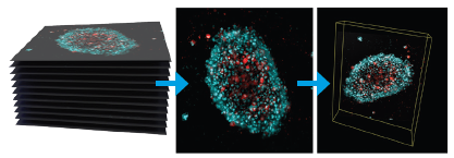 Cytation C10 Confocal Z-stack