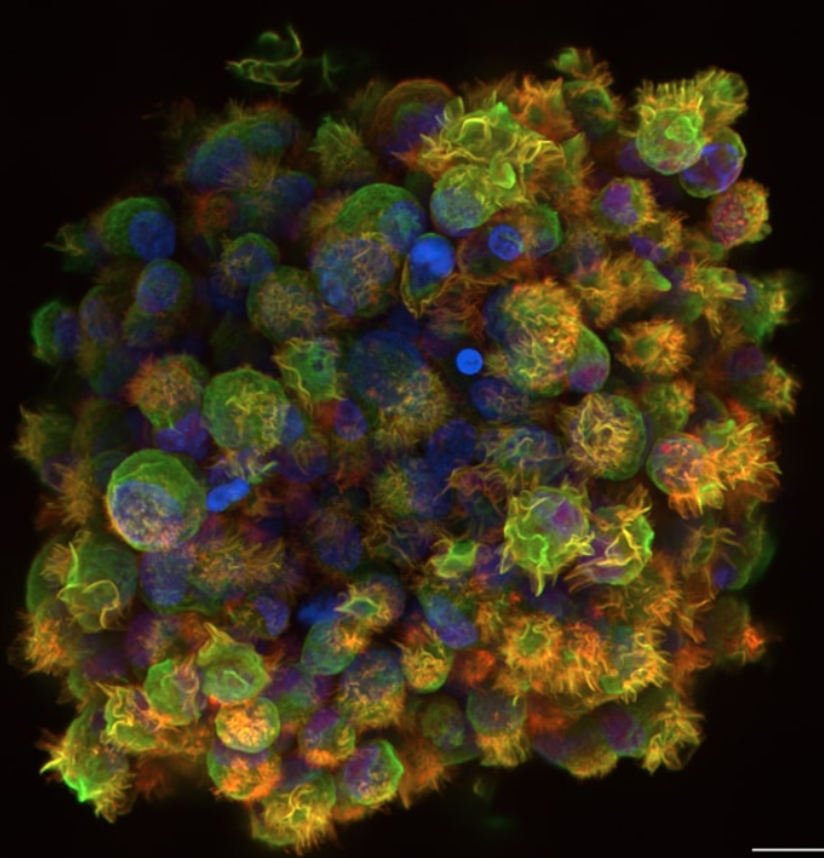 Cytation C10 3D Sample Imaging