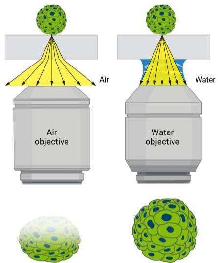 Cytation C10 Water Immersion Objectives