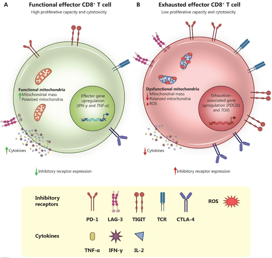 T-cell activation and exhaustion