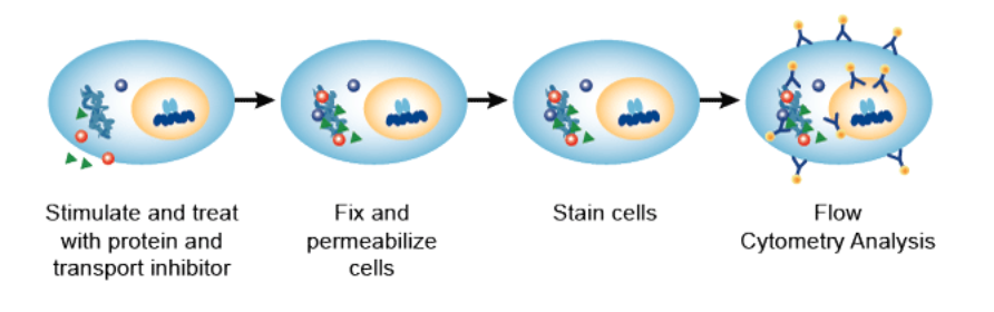 Cytokine functional assay 1