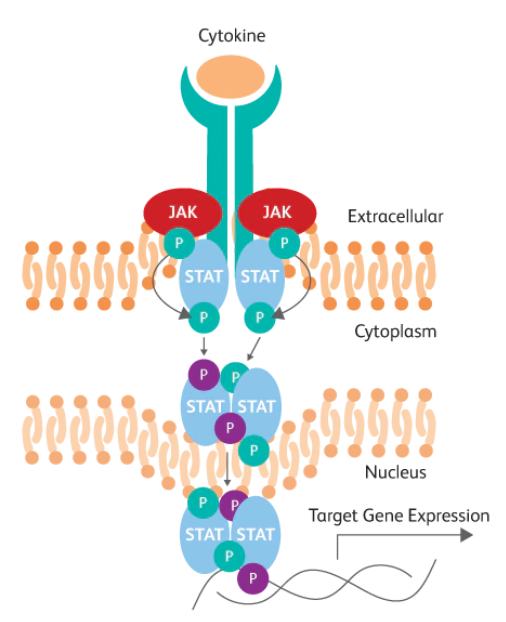 Cytokine functional assay 2