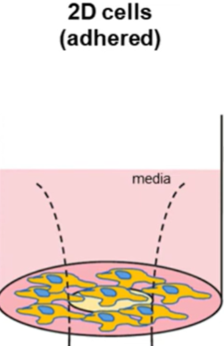 Bottom Read for adhered 2D cells